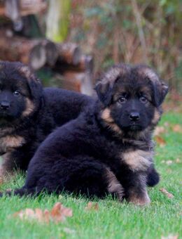 Deutsche Schäferhundwelpen Langhaar - Olfen