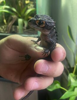 !Summer Sale! - Daueranzeige: Zucht Jungtiere - Rotaugen-Buschkrokodilen (Tribolonotus gracilis) - Köln