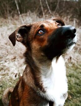 Athos sucht liebe Menschen - Neuhausen (Fildern)