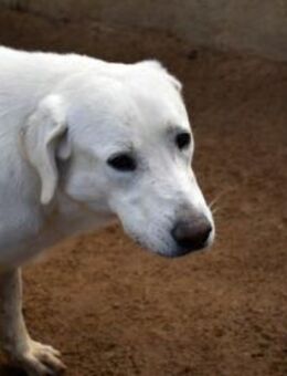 Brando möchte Ihr Familienhund werden - Neuss