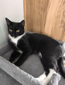 🐾 Junge Katzenmama sucht ein liebevolles Zuhause – Europäisch Kurzhaar (1 Jahr alt) 🐾 - Salzgitter