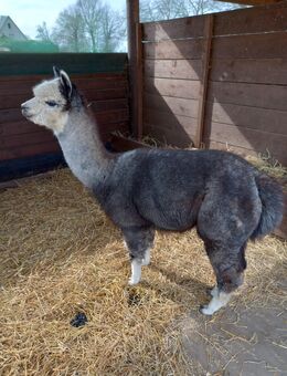 Alpakas- Stuten- Hengste - Absetzer (Zuchtaufgabe) - Altenpleen