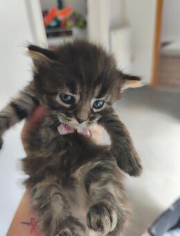 Maincoons persermix kitten - Kerpen (Kolpingstadt)