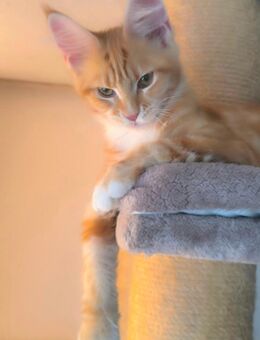 Traumhafte und Typvolle Maine Coon Kitten mit Stammbaum - Lampertheim