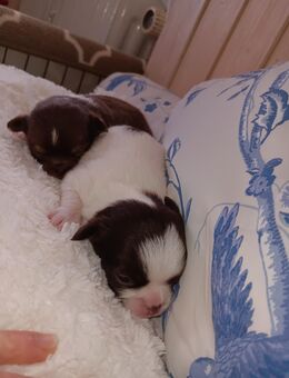 Wunderschöne reinrassige langhaar Chihuahua - Rottach-Egern