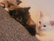 3 süsse Perser-Mix Mädels suchen ihr Zuhause - Gelsenkirchen