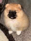 🐾 Zwergspitz Mädchen sucht liebevolles Zuhause 🐾 in 14772