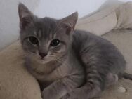 Russisch blau Kitten, Kater, sibirische, Mix - Werne