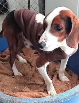 PETER PAN - lieber, sozialer Rüde...... - Kempen