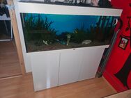 Aquarium 240l - Gotha