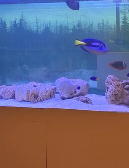 1000L Meerwasseraquarium komplett - Hillesheim (Landkreis Mainz-Bingen)