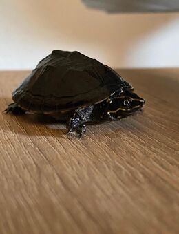 Wasserschildkröten mit Zubehör - Herborn (Hessen)