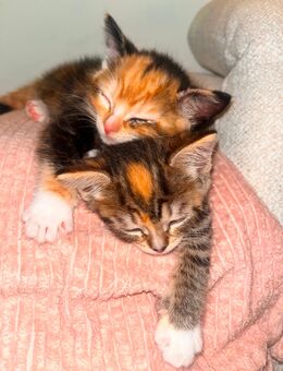 Kitten Ragdoll mix - Leverkusen