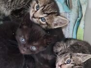 Katzenbabys, Babykatzen weiblich - Rehlingen-Siersburg