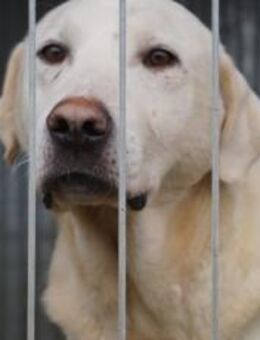 Blonder Schatz Snickers - München