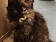 Maine Coon Kitten mit Stammbaum - Rees