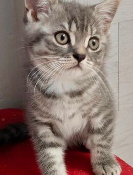 BKH Kitten - Wuppertal