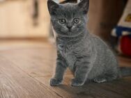 BKH Kitten Mädchen - sucht ein neues Zuhause - Hamburg
