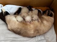 Typvolle BKH Kitten - Ehingen (Donau)
