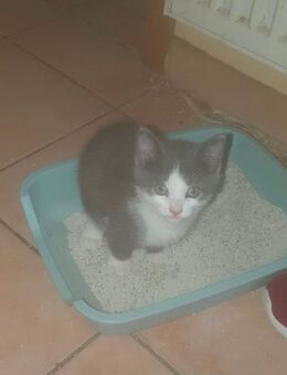 2 Kitten zu verkaufen - Büdelsdorf