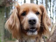 Cocker-Fans aufgepasst hier kommt Lucy - Grömitz
