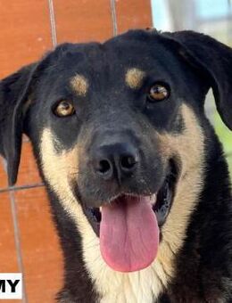 Hündin Romy sucht liebe Menschen - Neuhausen (Fildern)