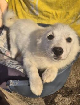 Thor 3,5 Monate Kleinspitz - Kassel