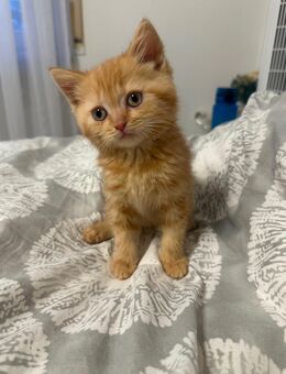 Verspieltes BKH Kitten - Augsburg