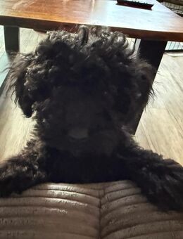 Cavapoo Welpen - 1 Rüde sucht noch seine neue Familie - Oyten