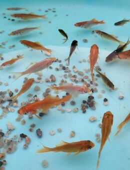 Goldfische abzugeben - Schwandorf