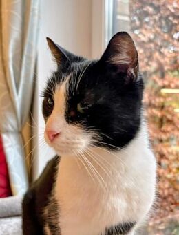 Lieber Kater Monty sucht Zuhause - Stelle