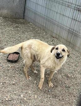 Freundl. BROWNIE sucht liebes Zuhause - Neuberg