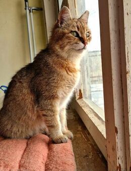 Katze ZISKA saß verlassen vor Geschäft - Augsburg