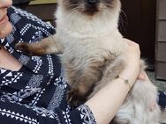 Ragdoll/BLH Kater 1 Jahr - Schorndorf (Baden-Württemberg)