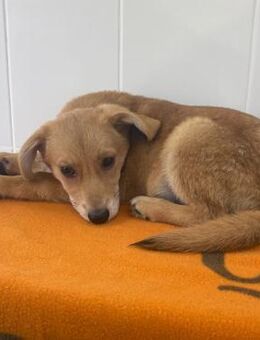 🆘🐾Sanfter Welpe Athos🐾🆘 - Eislingen (Fils)