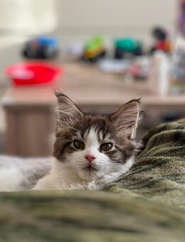 Reinrassiges Maine Coon Kitten - Thalfang