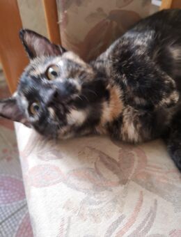 Glückskatze, Kitten, Fichtelgebirge, Katzenbaby - Marktleuthen Zentrum