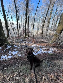 Ein neues Familienmitglied gesucht – für unseren sensiblen Tayson und uns 🐾❤️ - Menden (Sauerland)