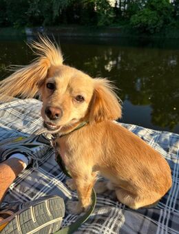 Kleiner MIO sucht ländliches Zuhause! - Berlin