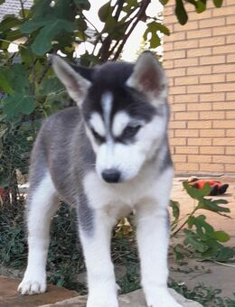 Sibirische Husky Welpen - Linkenheim-Hochstetten