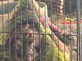 3er Gruppe Degus männlich mit Voliere und Zubehör in 39128