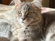 Wunderschöne reinrassige Maine Coon Jungkatze - Wermelskirchen