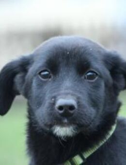 Boo mit großem Herz sucht seine Familie. - Hagen (Stadt der FernUniversität)
