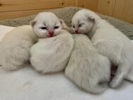 4 Reinrassige Heilige Birma Kitten - Weyhe