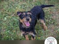 Chip 2321456: Sucht ein Zuhause - Kirchzell