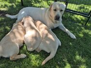 Labradorwelpen blond reinrassig suchen ein liebevolles Zuhause - Wasserlosen