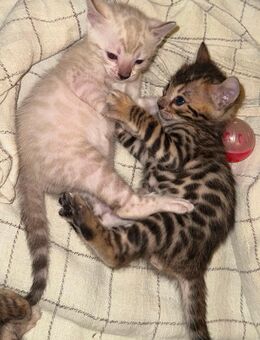 TraumSüße Bengal Kitten Snow&Brown - Düsseldorf