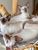 Liebesvolled Kuschelpersonal gesucht#Siam in 78333