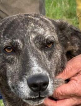 Mila - zutrauliche Hündin - Lohra