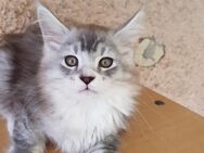 Verschmuste Maine Coon Katerchen, abgabebereit - Lich